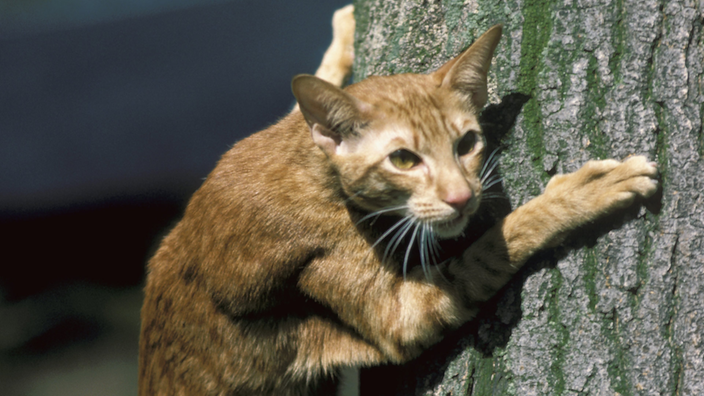 Eine rot-getigerte Hauskatze klettert an einem Baumstamm hoch