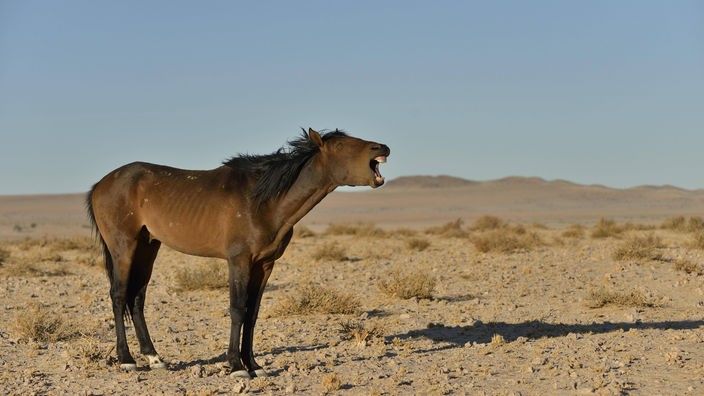 Wieherndes Pferd in der Wüste Namibias