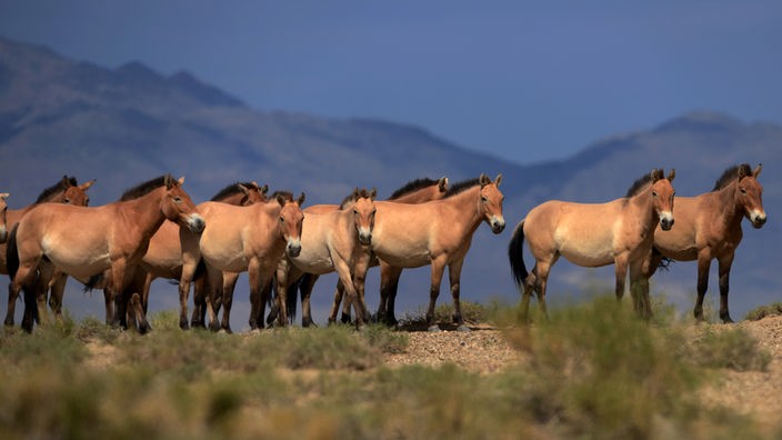 Eine Herde Przewalski-Pferde in der mongolischen Steppe