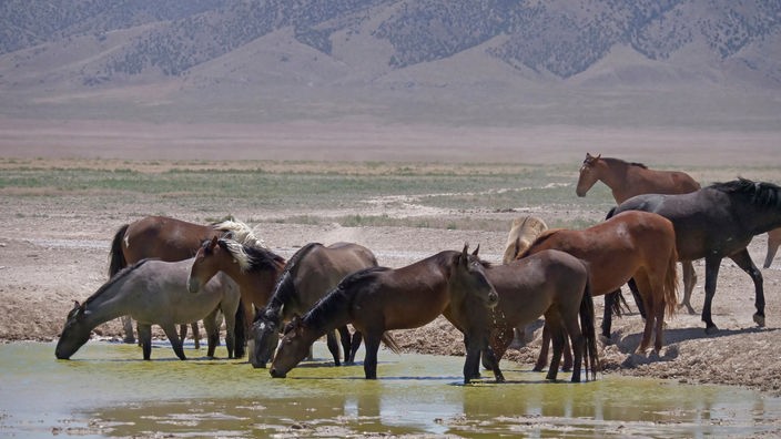 Eine Herde Mustangs an einem Wasserloch
