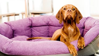Eine hellbraune Vizsla-Hündin in einem lilafarbenen Hundekorb.