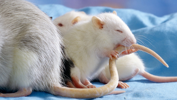 Eine kleine Ratte putzt den Schwanz einer älteren.