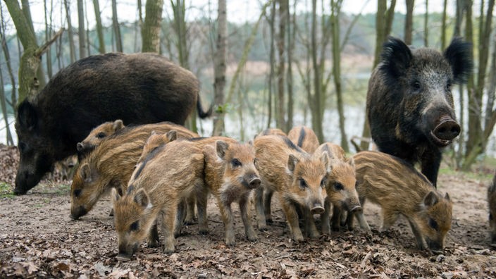 Eine Wildschweinfamilie
