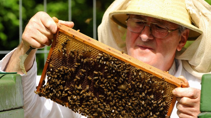 Ein Imker hält Bienenwaben hoch, auf denen Bienen sitzen. | Bildquelle: ddp Ein Imker hält Bienenwaben hoch, auf denen Bienen sitzen.