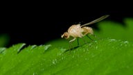 Die Faulfliege (Sapromyza spec) sitzt auf einem grünen Blatt