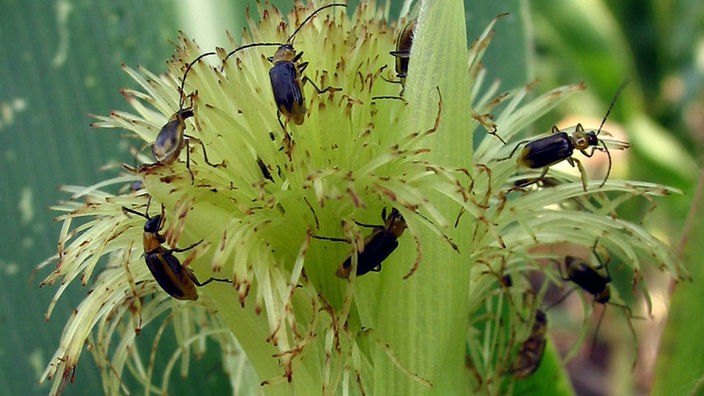 Zahlreiche Maiswurzelbohrer befallen eine junge Maispflanze.