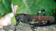 Eine fast schwarze Heuschrecke sitzt auf einem Stein. Ihre großen Hinterbeine tragen mehrere beige Bänder. Die Flügel changieren ins Rötliche.
