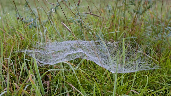 Spinnennetz der Baldachinspinne im Gras  