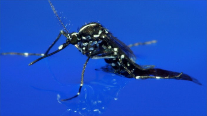 Asiatische Tigermücke auf der Wasseroberfläche | Bildquelle: SWR Asiatische Tigermücke auf der Wasseroberfläche