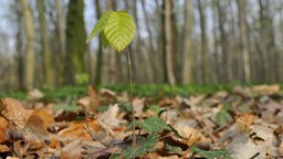 Buchensprössling vor deutschem Herbstwald  