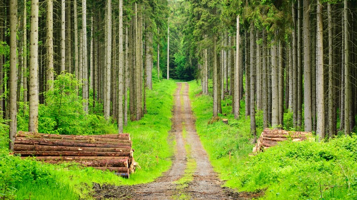 Deutscher Wald Interview mit Förster Peter Wohlleben
