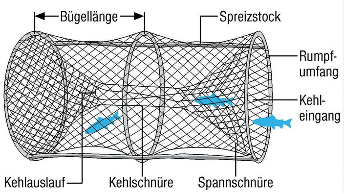 Grafik einer Trommelreuse. Zu sehen ist ein zylinderförmiges Netz. Die Fische gelangen durch trichterförmige Netze an beiden Öffnungen des Zylinders in die Reuse.