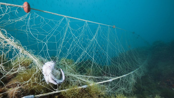 Treibnetz am Meeresboden