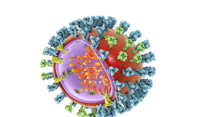 Ein Virus-Molekül, schematisch, im Kern das Erbmaterial, auf der Oberfläche – blau und grün – die Antigene.