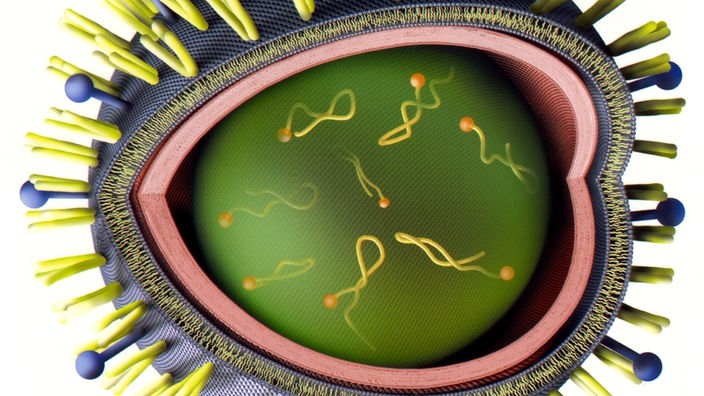 Aufgeschnittenes Modell eines Grippevirus. Die schwarze Hülle ist mit gelben und blauen Stacheln bestückt. Das Innere besteht aus einem grünen Kern, in dem gelbe Fäden schwimmen.