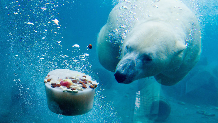 Unterwasseraufnahme von einem Eisbären, der auf ein Stück Eis zuschwimmt, das sein Futter enthält.