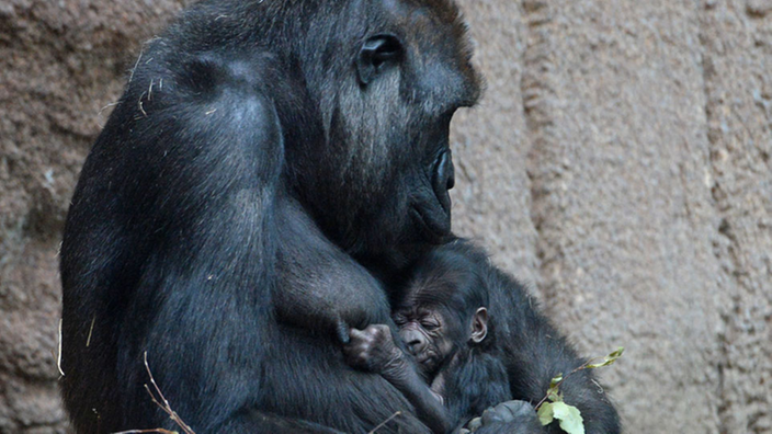 Ein Gorilla-Weibchen sitzt mit seinem Jungen auf dem Boden.