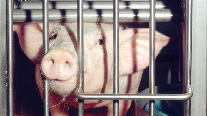 Das Bild zeigt ein Schwein in einem Käfig, das in die Kamera blickt. | Bildquelle: Mauritius Das Bild zeigt ein Schwein in einem Käfig, das in die Kamera blickt.