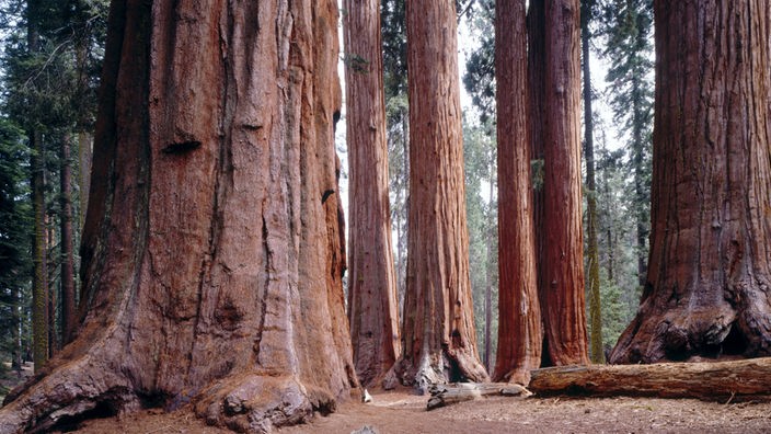 Eine Gruppe Mammutbäume im Sequoia National Park in Kalifornien.