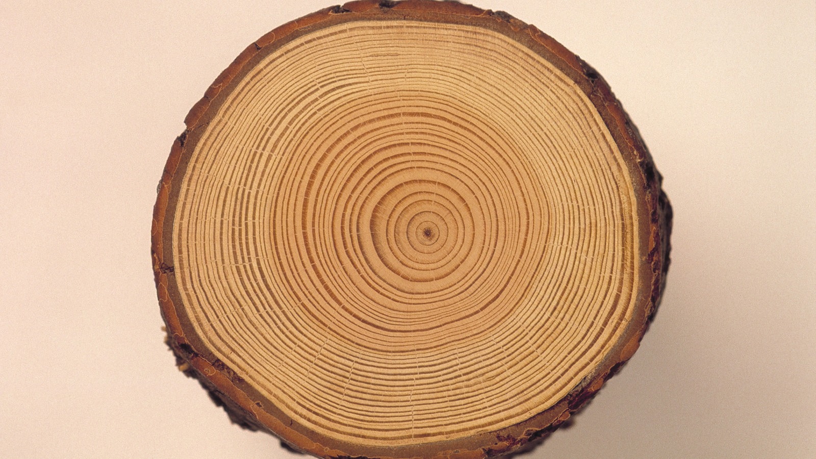Bäume Rohstoff Holz Pflanzen Natur Wissen