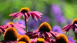 Echinacea