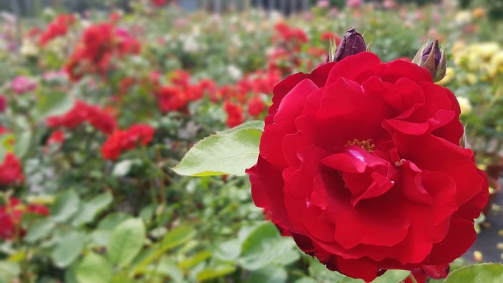Rote Rose in enem Rosenfeld