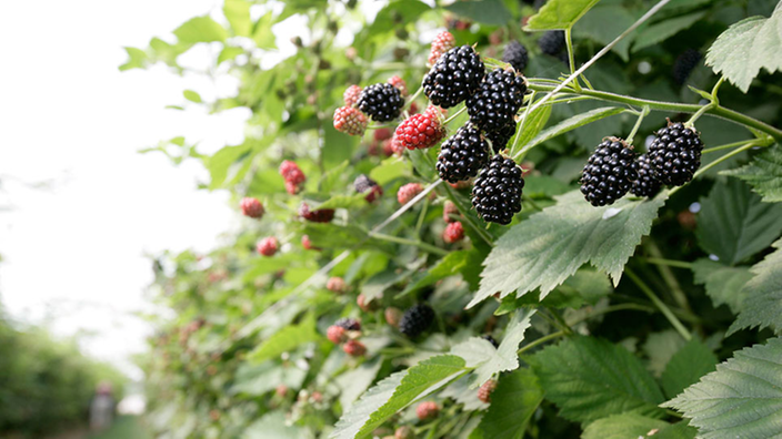 Reife Brombeeren am Strauch. | Bildquelle: WDR/Klaus Görgen Reife Brombeeren am Strauch.