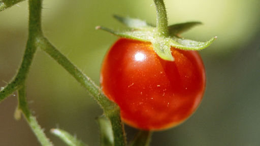 Rote Tomaten an der Rispe. | Bildquelle: Mauritius Rote Tomaten an der Rispe.