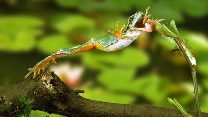 Laubfrosch. | Bildquelle: WDR/mauritius images/Fritz Rauschenbach Laubfrosch.