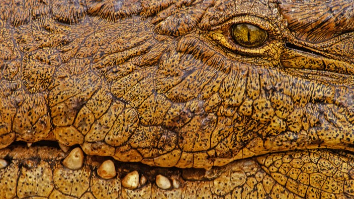 Nahaufaufnahme eines Auges und Zähnen eines Krokodils.