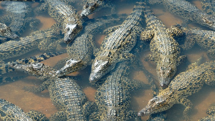 Mehrere Krokodile neben- und übereinander im Wasser