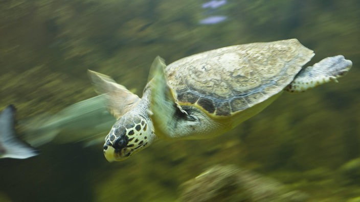 Eine Grüne Meereschildkröte fliegt scheinbar durchs blaue Meere.