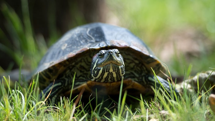 Eine Griechische Landschildkröte auf einem kurz gemähten Rasen.