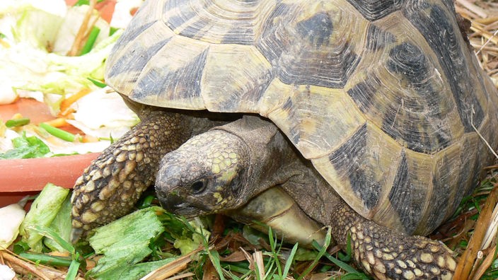 Eine Schildkröte vor Salatabfällen