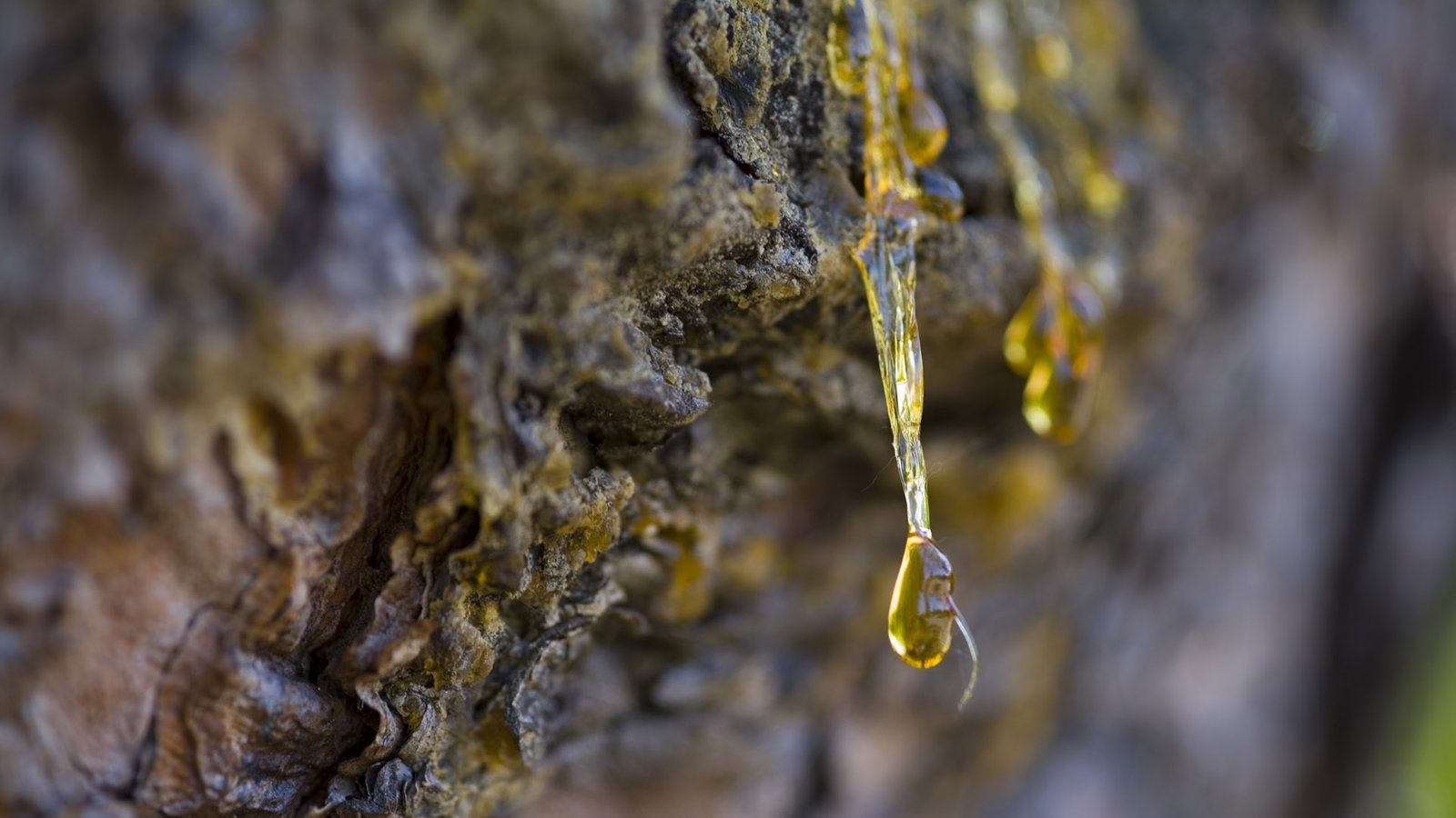 Schmuck Bernstein Schmuck Natur Wissen