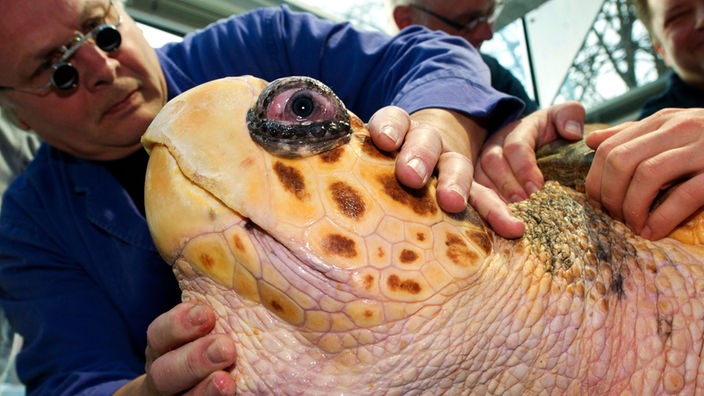 Das Bild zeigt den Kopf einer Riesenschildkröte, die beim Tierarzt in Behandlung ist.