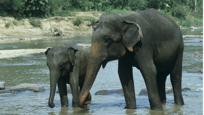 Indische Elefanten stehen im Wasser