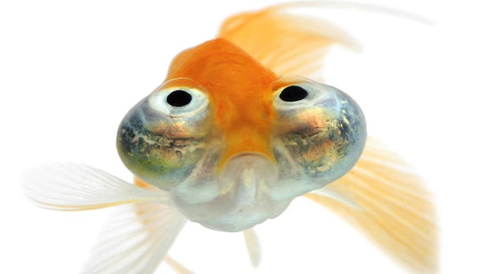 Goldfisch mit hervorquellenden Augen