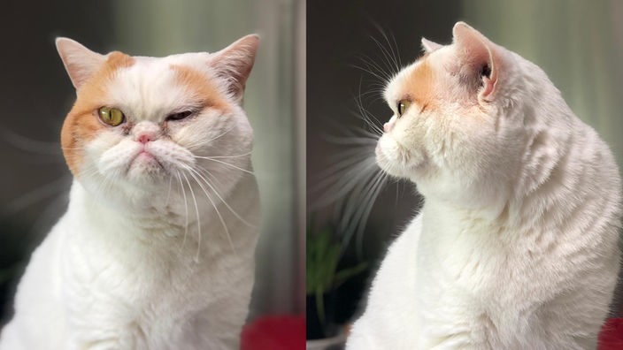 Katze, die mürrisch aussieht – Gendefekt verursacht markanten Unterbiss dieser "Grumpy Cat"