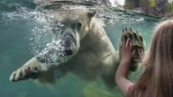 Tauchender Eisbär hinter einer dicken Glasscheibe im Zoo Hannover, davor steht ein Mädchen und presst die Hand an die Scheibe