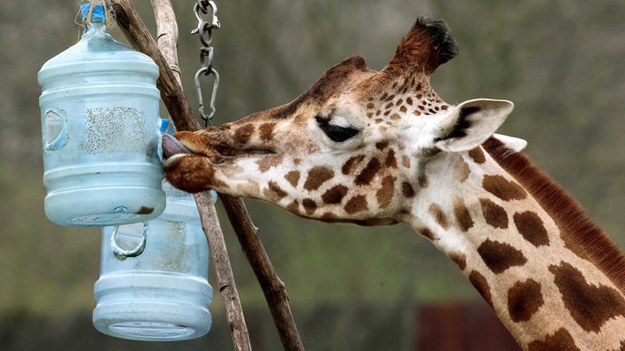 Eine Giraffe sucht Leckerchen in einem Plastikeimer
