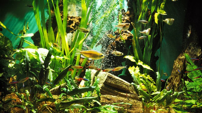 Aquarium mit Fischen, Pflanzen und Wurzeln