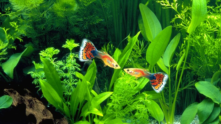 Zwei Guppys in einem Aquarium. | Bildquelle: Mauritius Zwei Guppys in einem Aquarium.