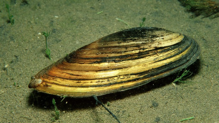 Teichmuschel liegt flach auf dem grauen, sandigen Gewässergrund. An der Spitze der Muschel hat sich eine Zebramuschel angeheftet.