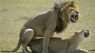 Löwenpaar bei der Kopulation