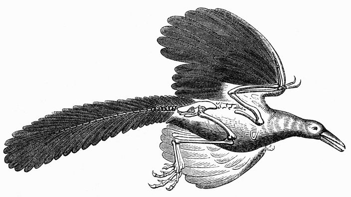 Zeichnung eines Archaeopteryx' mit Andeutung des Skeletts.