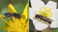 Nahaufnahmen von weiblicher und männlicher Hahnenfußscherenbiene auf einer Blüte