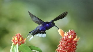 Ein Kolibri saugt Nektar aus einer Blume.