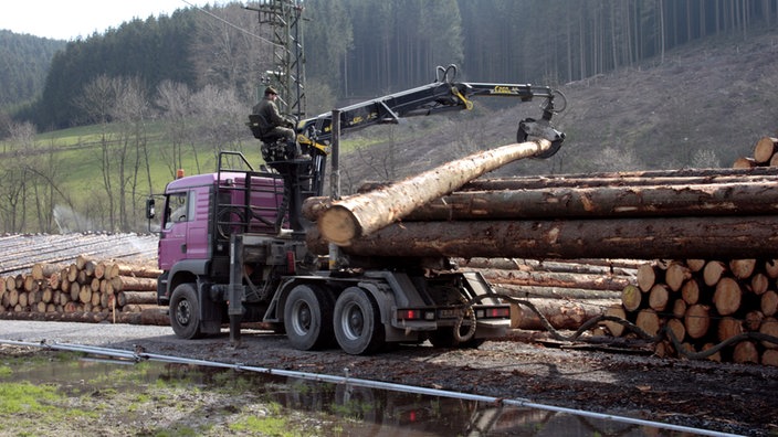 Holzstämme werden mithilfe eines Krans auf einen Sattelschlepper geladen. | Bildquelle: WDR/Leonie Kayes Holzstämme werden mithilfe eines Krans auf einen Sattelschlepper geladen.