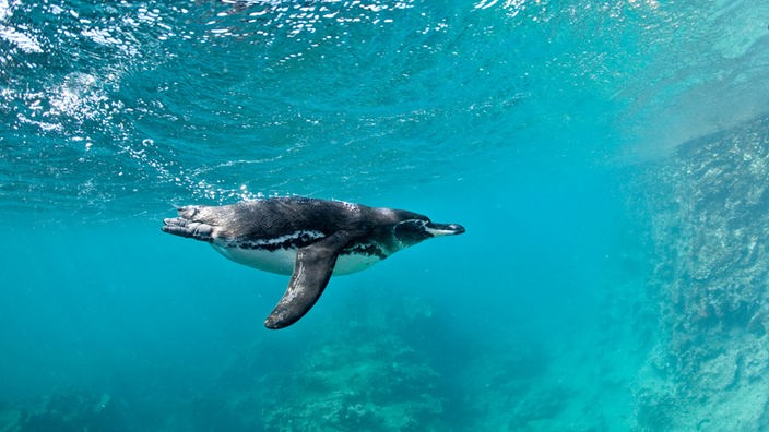 Ein Pinguin taucht